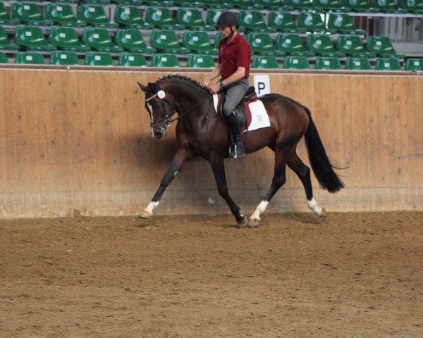 stallion Coke saint of the Life (German Riding Pony, 2009, from FS Champion de Luxe)