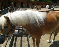 Pferd Cara (Haflinger, 2002, von Calypso II)