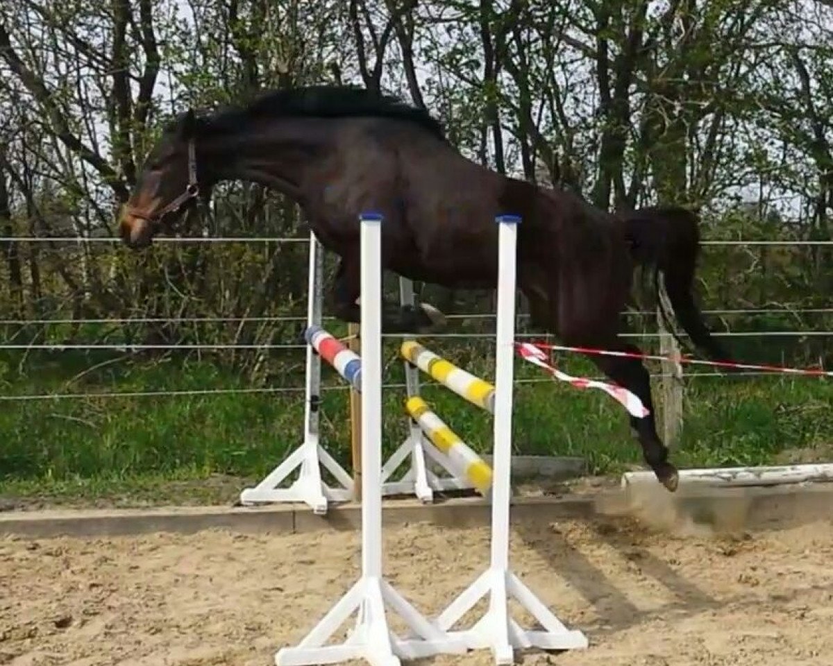 broodmare Irisante (Holsteiner, 2009, from Ibisco xx)