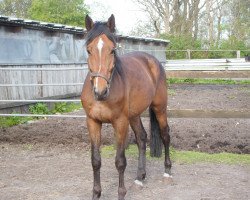 Dressurpferd Coco (Holsteiner, 2010, von Cardino)