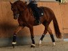 dressage horse Froschkönig 6 (Westphalian, 2011, from Fidertanz)