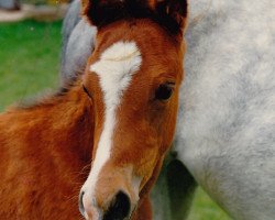 broodmare Ninja (German Riding Pony, 1994, from Makuba)