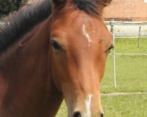 jumper Knauers Quickstar (Oldenburg show jumper, 2011, from Quintender 2)