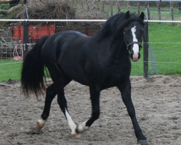 horse Kayermerdin Penderyn (Welsh-Cob (Sek. D), 2012, from Bluehaven Penddu)