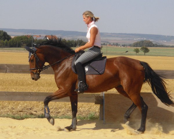 Zuchtstute Knauers Cera (Deutsches Sportpferd, 2006, von Wind Dancer)
