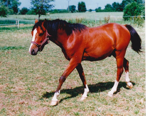 Pferd Top Dusty (Deutsches Reitpony, 1996, von Da Capo)