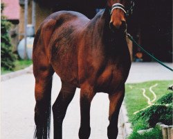 broodmare Gina 932 (Thuringia, 1995, from Sevillano xx)