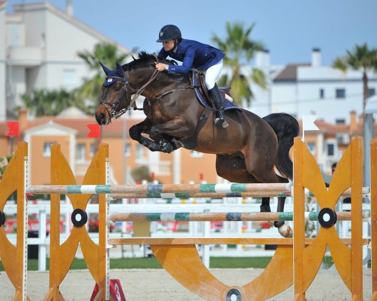 jumper Conquestador 14 (Oldenburg, 2007, from Chacco-Blue)