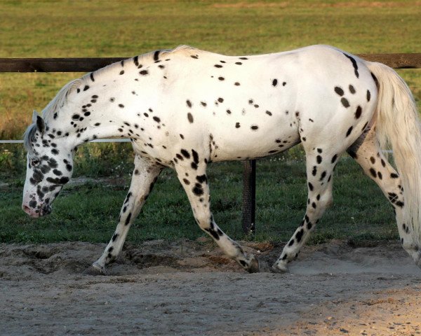 horse Peyres Ottawa Cat (Appaloosa, 2007)