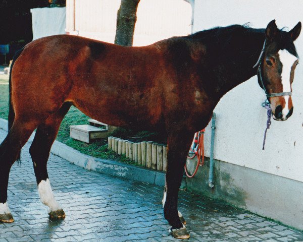 Zuchtstute Dea (Westfale, 1983, von Donnersberg)