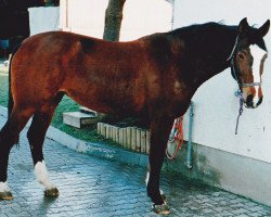 broodmare Dea (Westphalian, 1983, from Donnersberg)