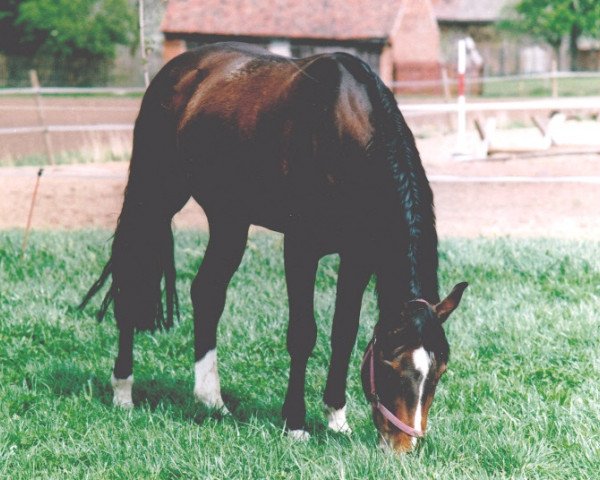 Pferd Piccolo 183 (Thüringer, 1993, von Paquirri)
