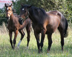 broodmare Cohiba (Holsteiner, 1996, from Coriander)