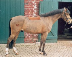 horse Donald Duck (German Riding Pony, 2000, from Da Capo)