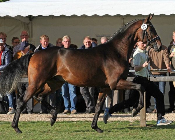 dressage horse Rayman Legend (Westphalian, 2011, from Glock's Romanov)