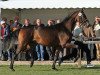 dressage horse Rayman Legend (Westphalian, 2011, from Glock's Romanov)