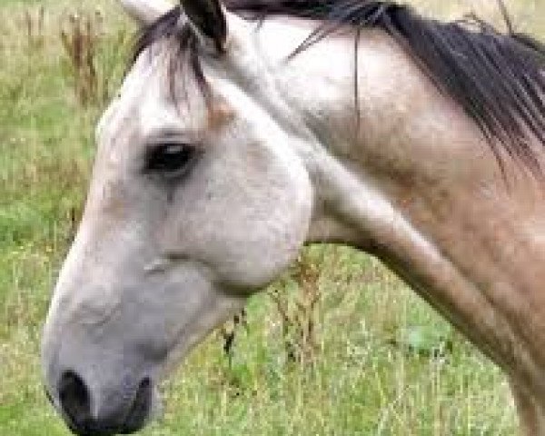 horse Timur (Akhal-Teke, 2010, from Portos)