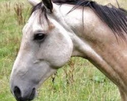 horse Timur (Akhal-Teke, 2010, from Portos)