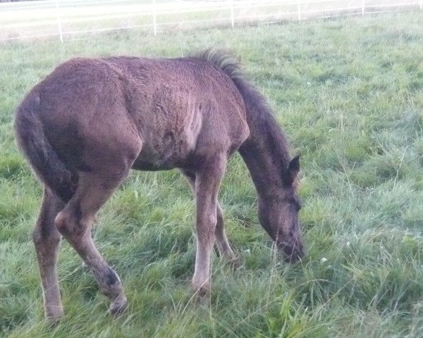 Pferd Tobago (Missouri-Foxtrotter, 2014)