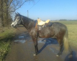 Pferd Domino (Quarter Horse, 2008)