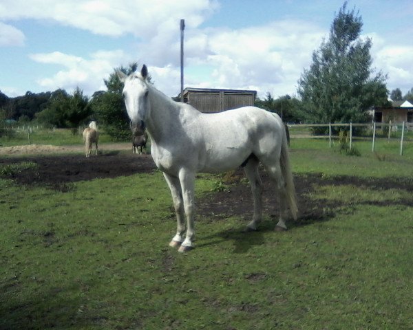 horse Hale-Bopp (Trakehner, 1995, from Luzifer)