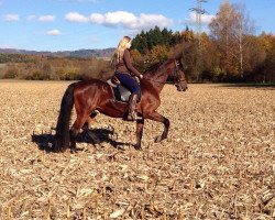 Pferd Andalusierwallach (Andalusier bzw/Pferde reiner spanischer Rasse, 2004)