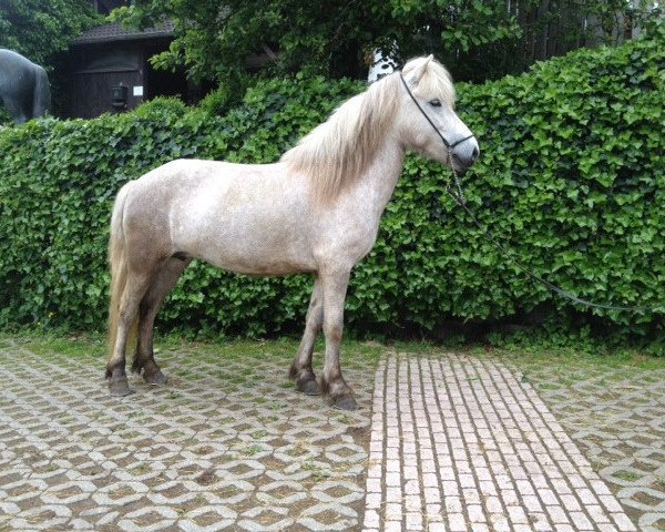 broodmare Arwen von Tröllastadir (Iceland Horse, 2009, from Fáni frá Hafssteinsstöðum)