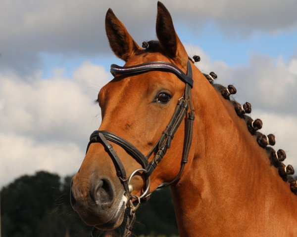 broodmare Caprice 509 (Holsteiner, 2010, from Canto)