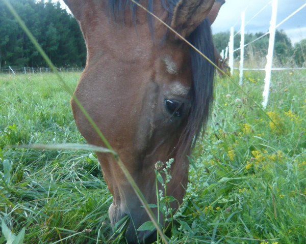 horse Filou (Heavy Warmblood, 1997)