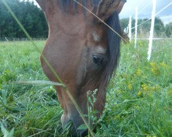 Pferd Filou (Schweres Warmblut, 1997)