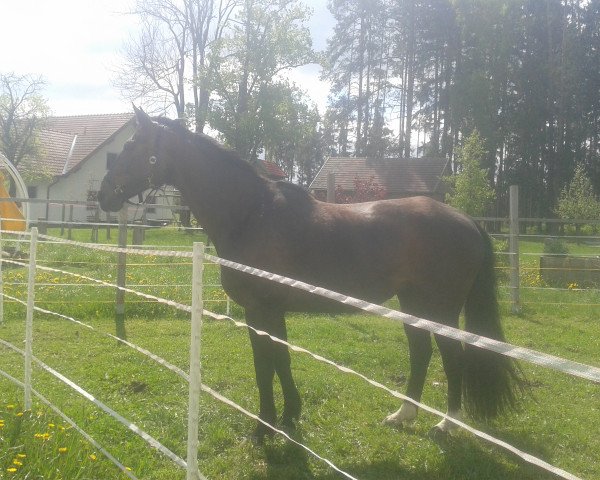 broodmare Santana (Heavy Warmblood, 1995, from Alasca)