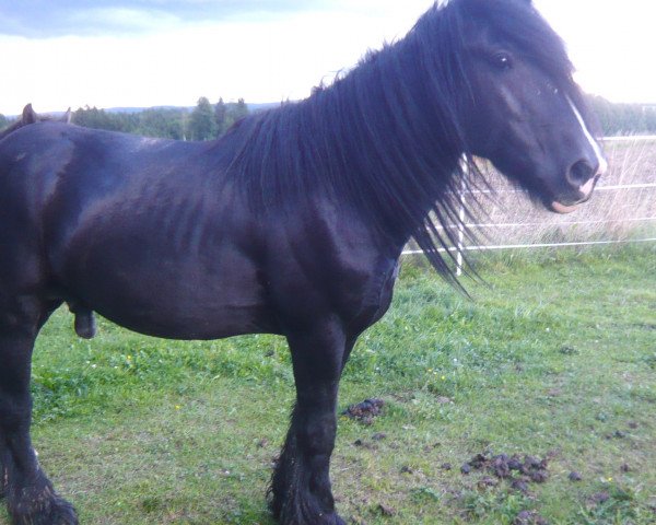 Pferd Jacky (Tinker / Irish Cob / Gypsy Vanner, 2009)