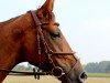 jumper Dolce Vita 183 (Hanoverian, 2007, from Don Frederico)