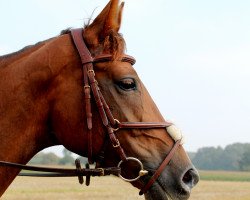 jumper Dolce Vita 183 (Hanoverian, 2007, from Don Frederico)