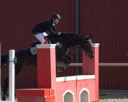 broodmare Lady Argentin (Czech Warmblood, 2010, from Landino)