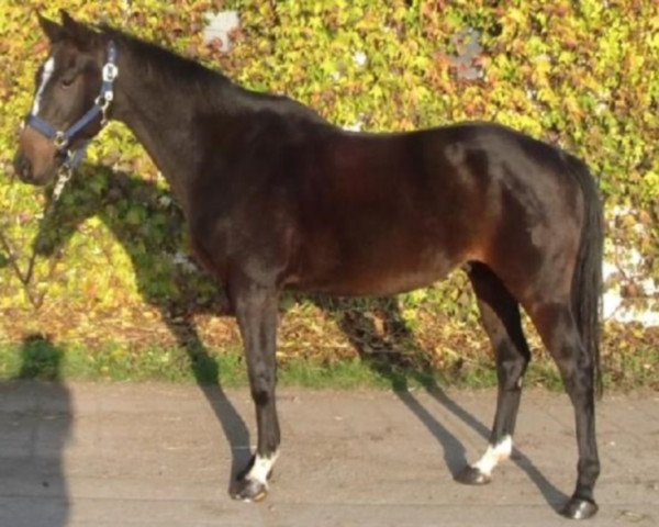 Pferd Lord Lancelot (Tschechisches Warmblut, 2009, von Lardino)