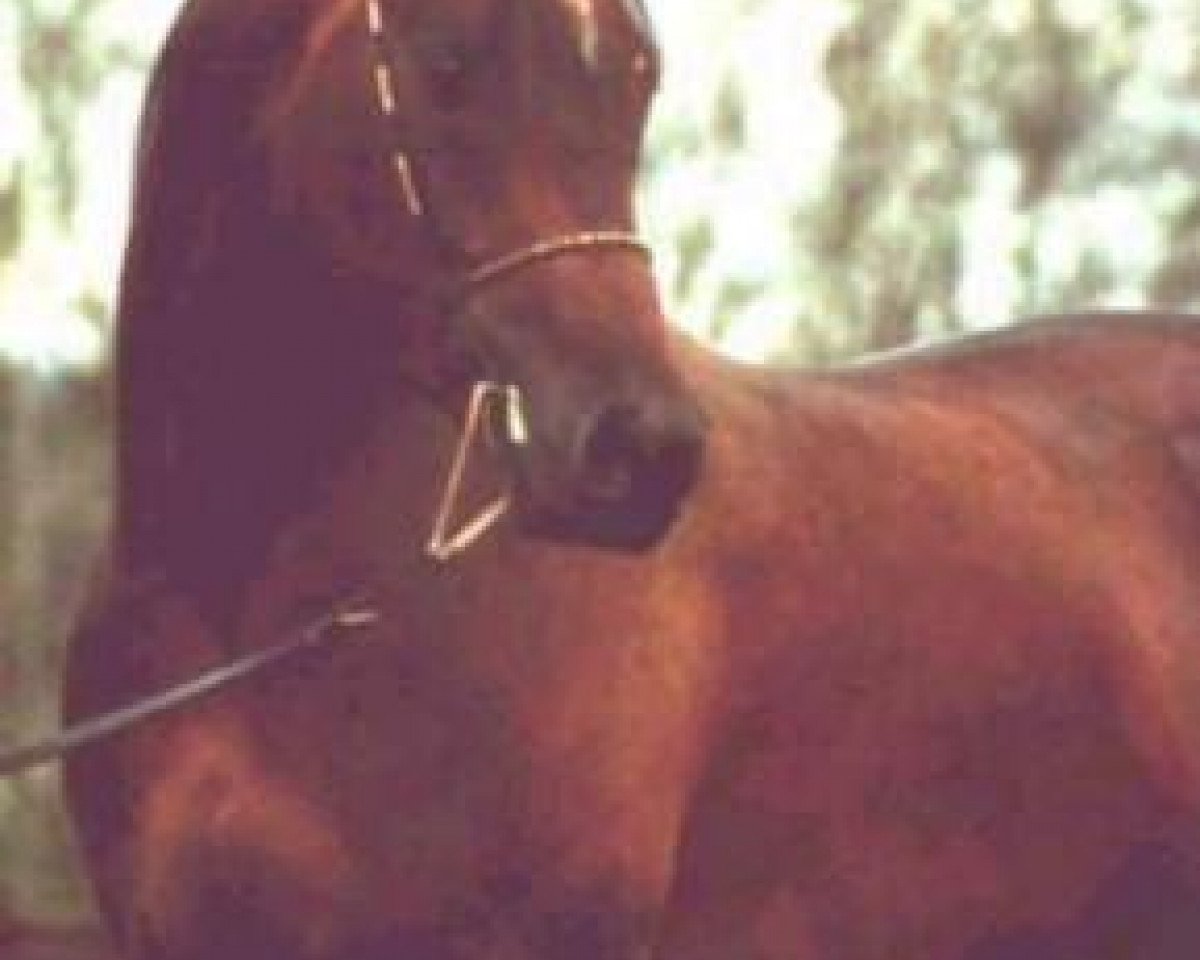 horse Sjapoer ox (Arabian purebred, 1989, from Saoud van Jonker ox)