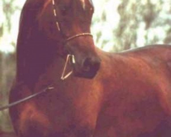 Pferd Sjapoer ox (Vollblutaraber, 1989, von Saoud van Jonker ox)
