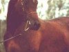 horse Sjapoer ox (Arabian thoroughbred, 1989, from Saoud van Jonker ox)