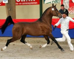 stallion Star van Vreeburch (KWPN (Royal Dutch Sporthorse), 2000, from Sjapoer ox)