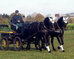 dressage horse Stute von Licotus (Oldenburg, 2008, from Licotus)