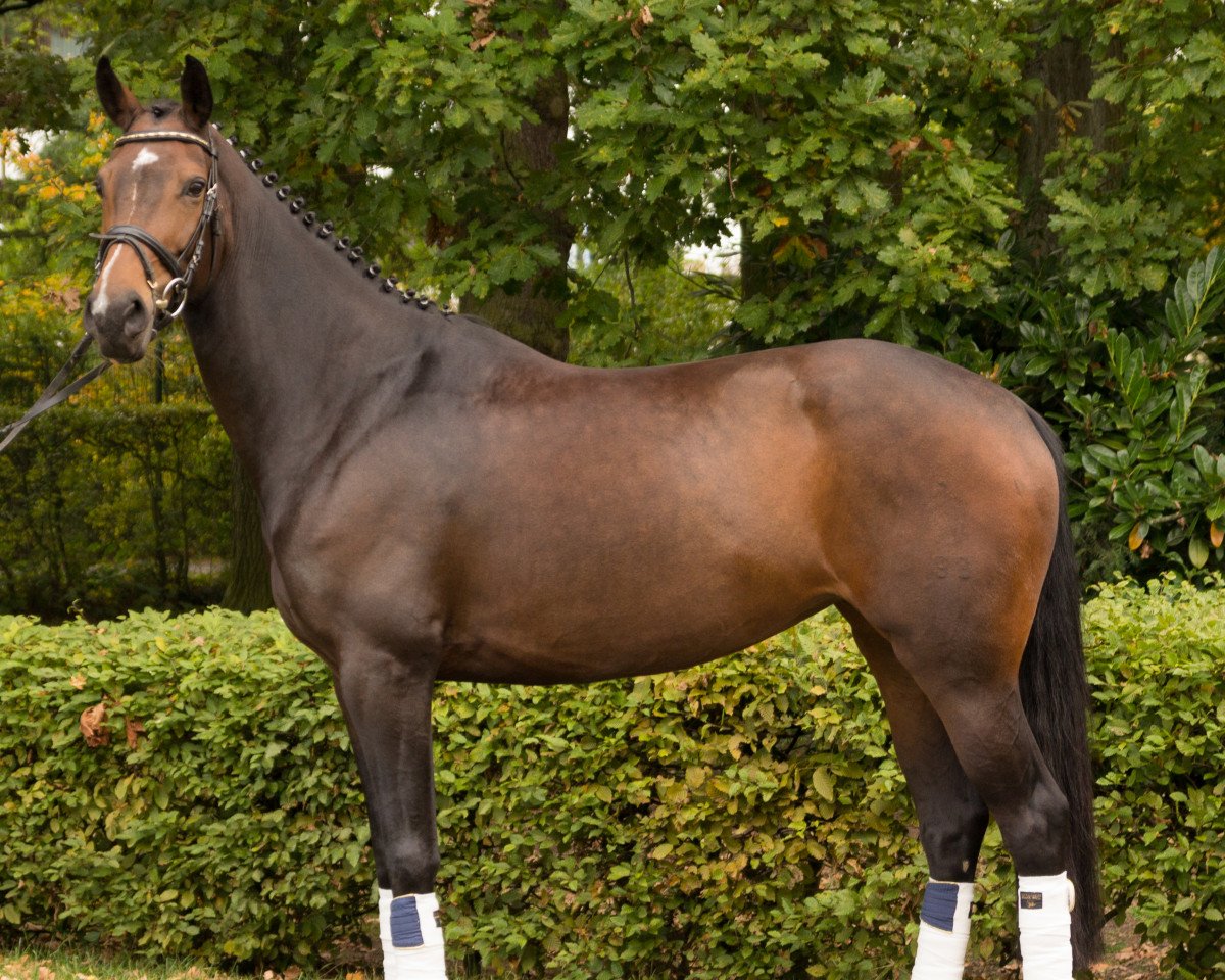 broodmare Riccarda LS (Westphalian, 2008, from Riccio)