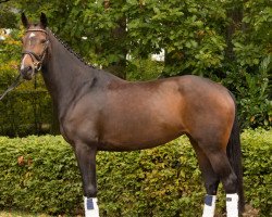 broodmare Riccarda LS (Westphalian, 2008, from Riccio)