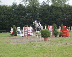 Pferd Latin Joe (Polnisches Warmblut, 2005, von Lwowek)