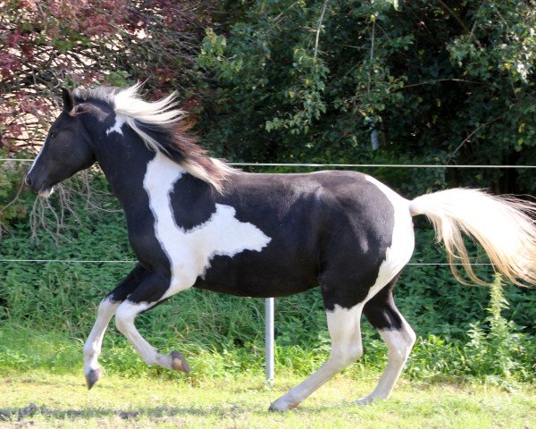 Pferd Sunshine (Pinto/Kleines Reitpferd, 2012)