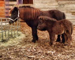 Deckhengst Gabor v.´t slot (Shetland Pony (unter 87 cm), 2013, von Nander van Kairos)