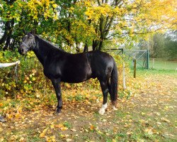 Pferd Euphrat (Sächs.-Thür. Schweres Warmbl., 2003)