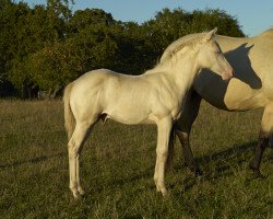 Pferd Hengst von Lil Peppy Dun It Right (Quarter Horse, 2014, von Lil Peppy Dun It Right)