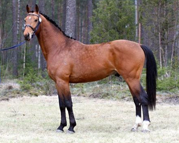 Deckhengst El Con Lanzador 137 FIN (Finnisches Warmblut, 2005, von Larenco)