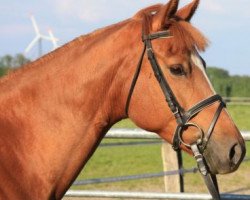 Zuchtstute Cleo H (Deutsches Reitpony, 2007, von Three-Stars Dumbledore)